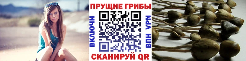 хочу   Северодвинск  Псилоцибиновые грибы GOLDEN TEACHER 